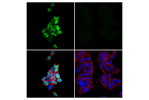 Immunofluorescence Image 1: MAFB (E3O9X) Rabbit Monoclonal Antibody