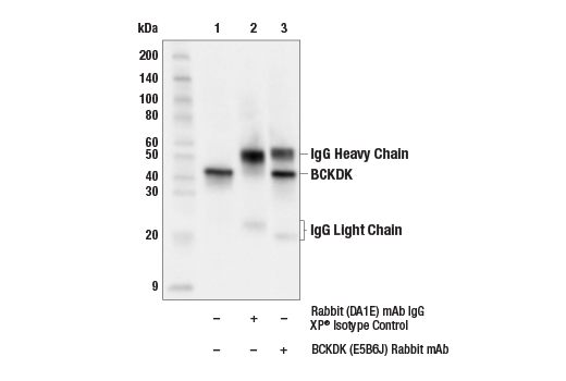 Immunoprecipitation Image 1: BCKDK (E5B6J) Rabbit Monoclonal Antibody