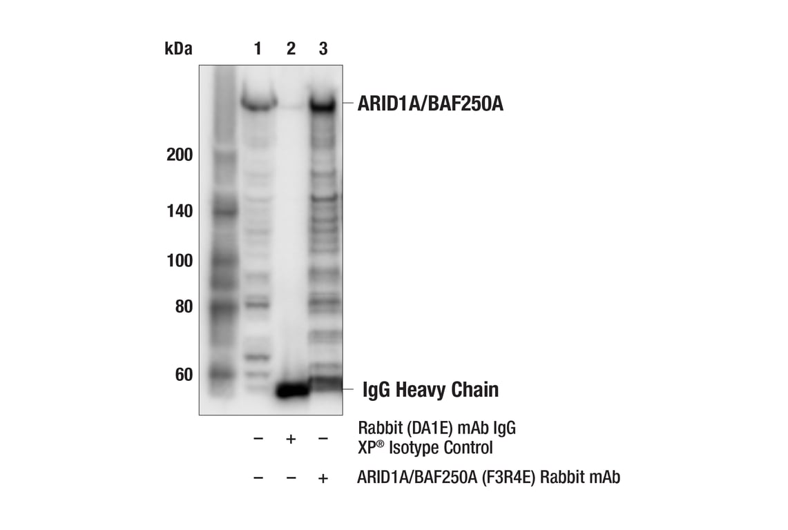 Immunoprecipitation Image 1: ARID1A/BAF250A (F3R4E) Rabbit Monoclonal Antibody