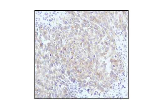 Immunohistochemistry Image 3: beta-Tubulin (9F3) Rabbit Monoclonal Antibody (BSA and Azide Free)