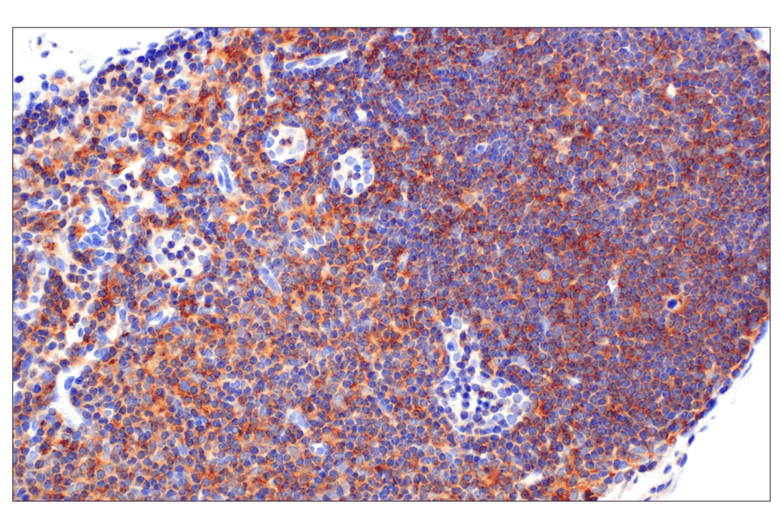 Immunohistochemistry Image 6: TRAF5 (F6W4N) Rabbit Monoclonal Antibody