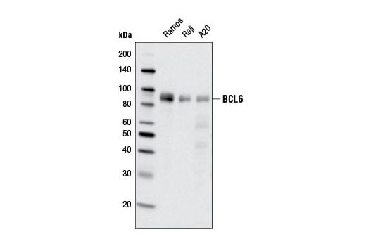 Western Blotting Image 1: BCL6 (D65C10) Rabbit mAb