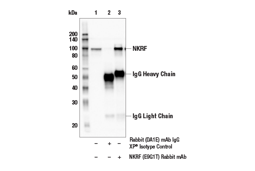 Immunoprecipitation Image 1: NKRF (E9G1T) Rabbit Monoclonal Antibody