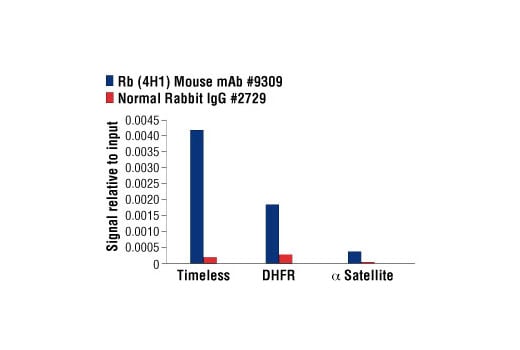 Chromatin Immunoprecipitation Image 1: Rb (4H1) Mouse Monoclonal Antibody