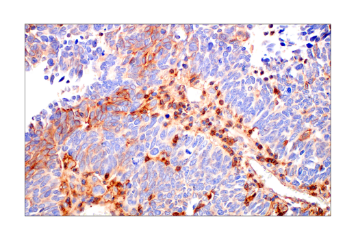 Immunohistochemistry Image 7: Phospho-Tyrosine Mouse Monoclonal Antibody (P-Tyr-100) (BSA and Azide Free)