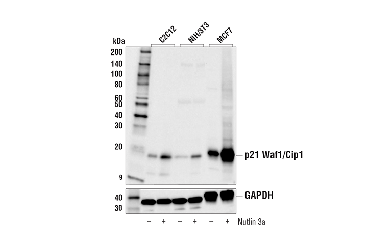 Western Blotting Image 2: p21 Waf1/Cip1 (E2R7A) Rabbit Monoclonal Antibody