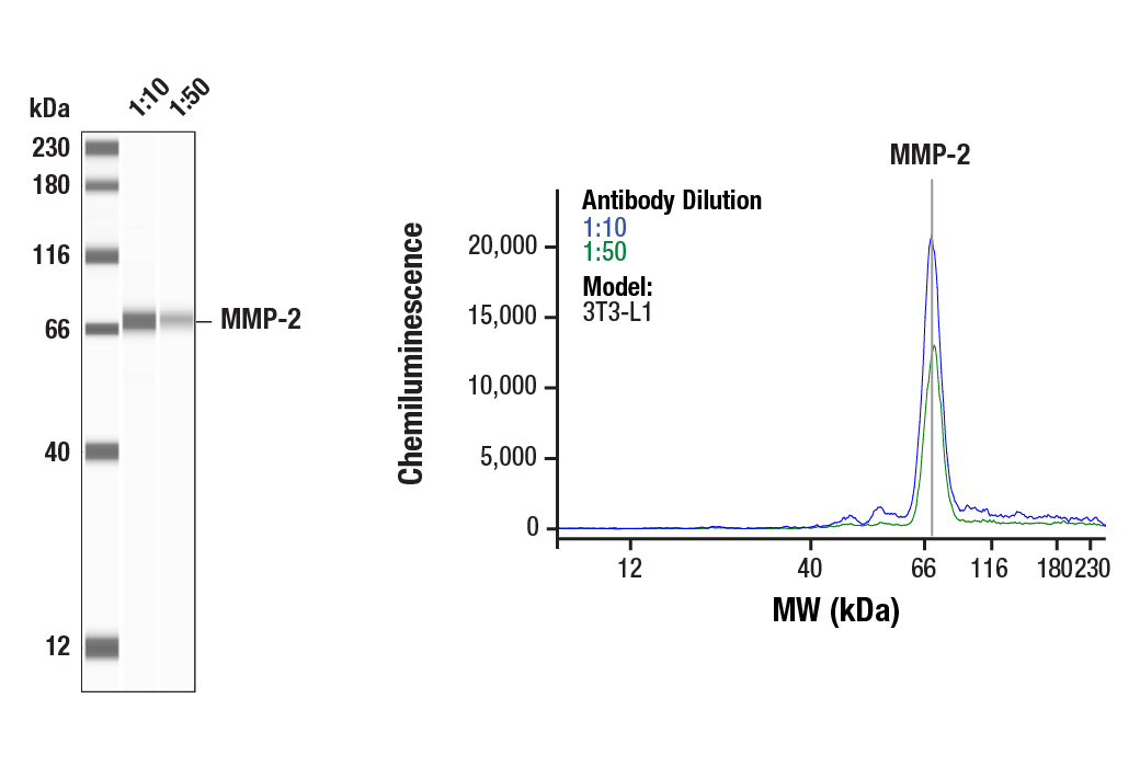 Western Blotting Image 1: MMP-2 (D2O4T) Rabbit Monoclonal Antibody