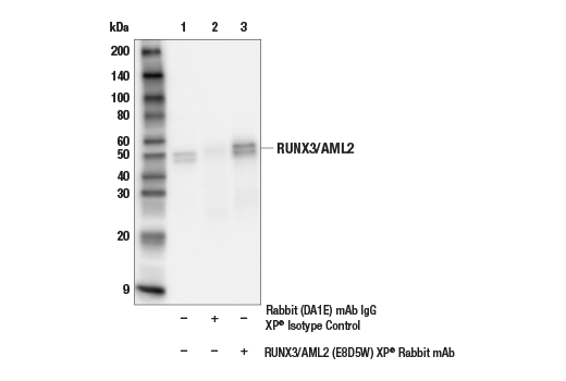 Immunoprecipitation Image 1: RUNX3/AML2 (E8D5W) Rabbit Monoclonal Antibody