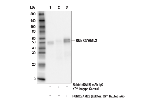 Immunoprecipitation Image 1: RUNX3/AML2 (E8D5W) XP<sup>®</sup> Rabbit mAb