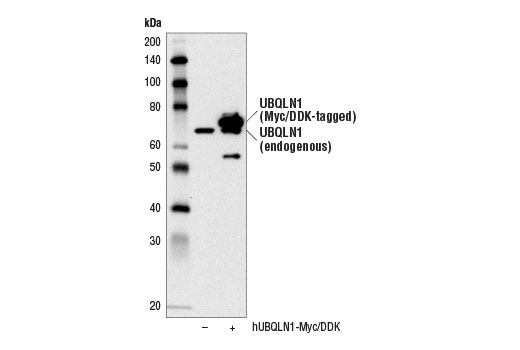 Western Blotting Image 2: UBQLN1 (D3T7F) Rabbit Monoclonal Antibody