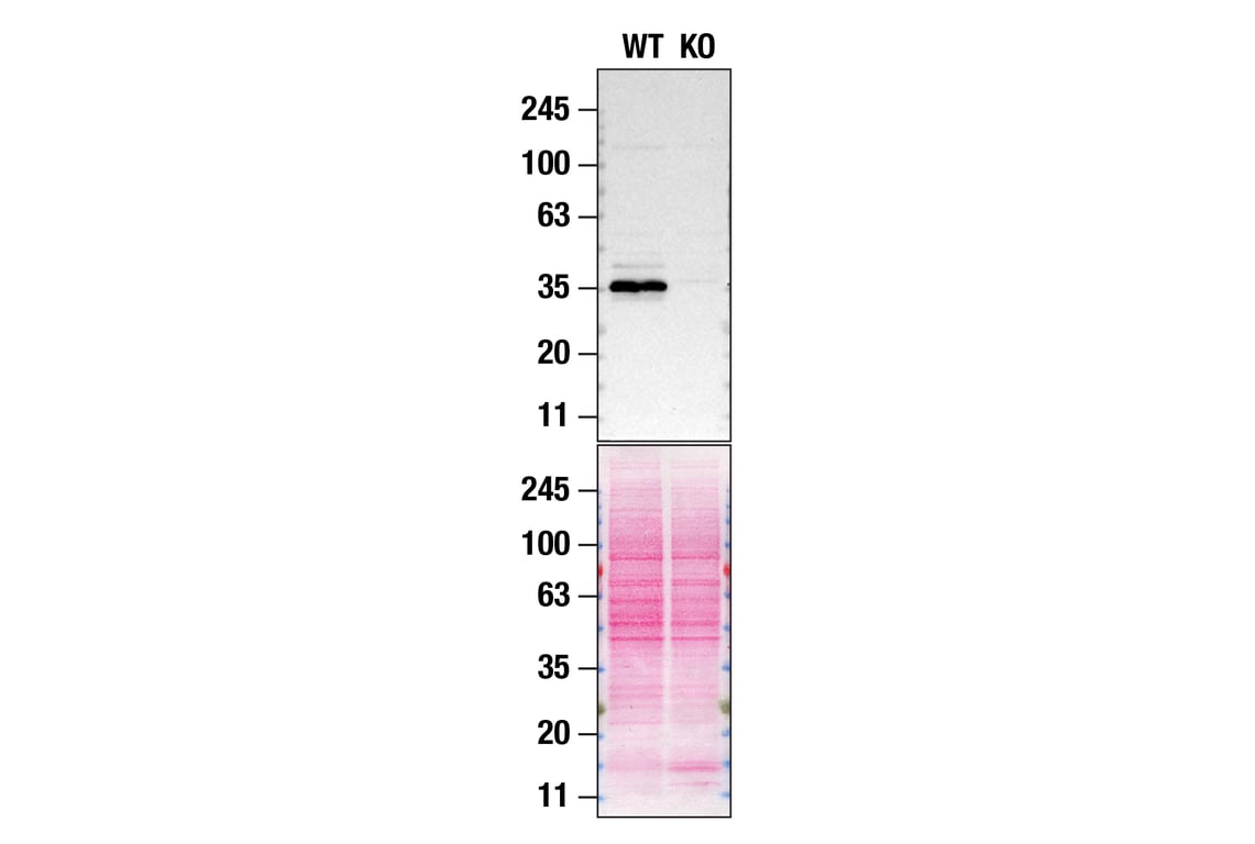 Western Blotting Image 2: hnRNP A1 (D21H11) Rabbit Monoclonal Antibody