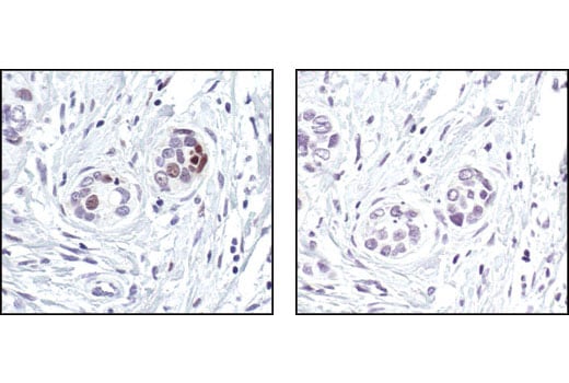 Immunohistochemistry Image 2: FosB (5G4) Rabbit Monoclonal Antibody