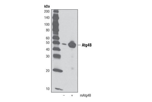 Western Blotting Image 2: Atg4B Antibody
