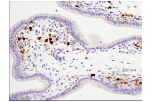 Immunohistochemistry Image 3: Fc-gamma RIIB (D8F9C) Rabbit Monoclonal Antibody (BSA and Azide Free)