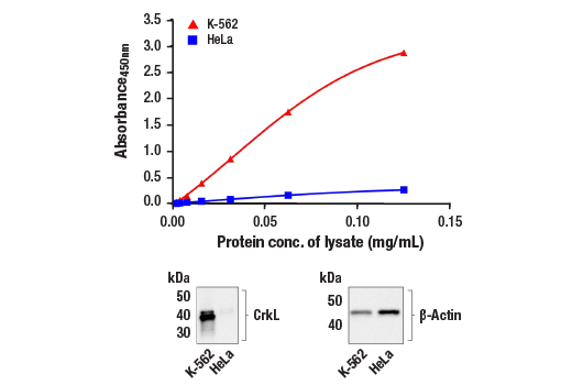 ELISA Image 1: PathScan<sup>®</sup> Total CrkL Sandwich ELISA Kit