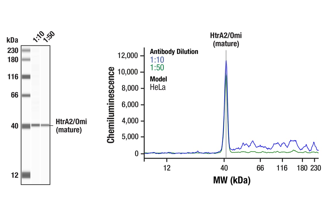 Western Blotting Image 1: HtrA2/Omi (D20A5) Rabbit Monoclonal Antibody