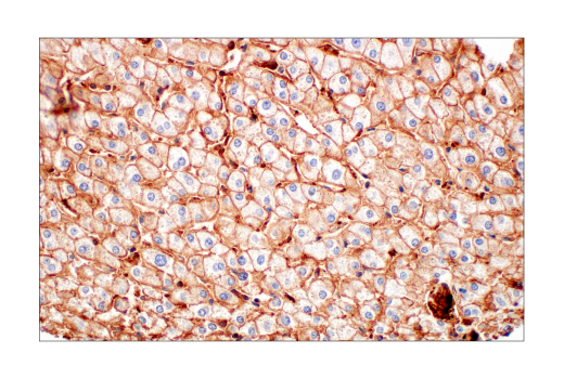 Immunohistochemistry Image 5: CMTM6 (E6A8T) Rabbit Monoclonal Antibody