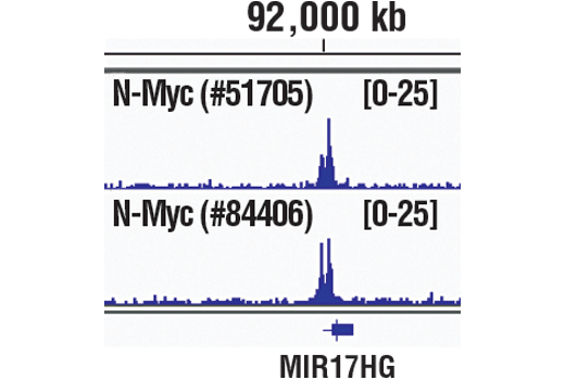 Chromatin Immunoprecipitation Image 1: N-Myc (D4B2Y) Rabbit Monoclonal Antibody