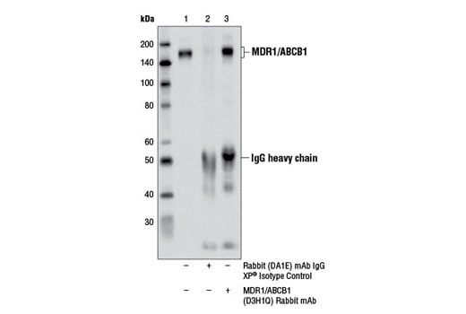 Immunoprecipitation Image 1: MDR1/ABCB1 (D3H1Q) Rabbit Monoclonal Antibody