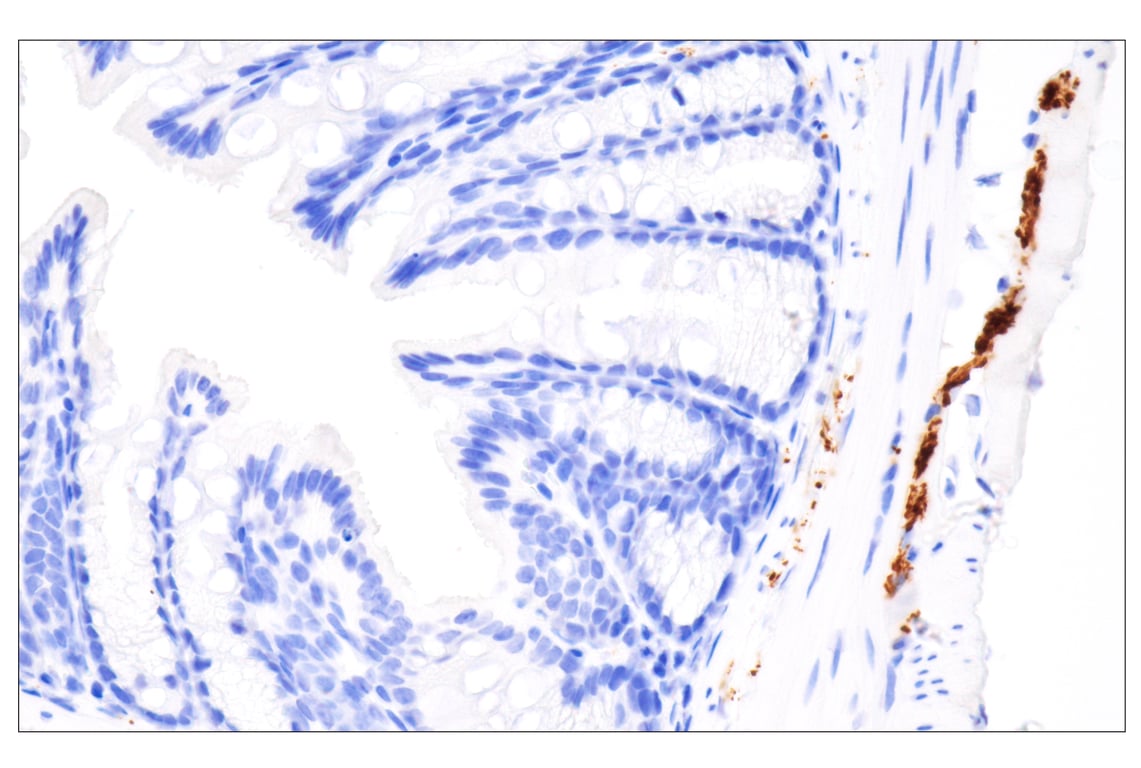 Immunohistochemistry Image 2: Tyrosine Hydroxylase (E2L6M) Rabbit Monoclonal Antibody (BSA and Azide Free)