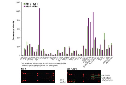 undefined Image 2: PathScan<sup>®</sup> RTK Signaling Antibody Array Kit (Fluorescent Readout)