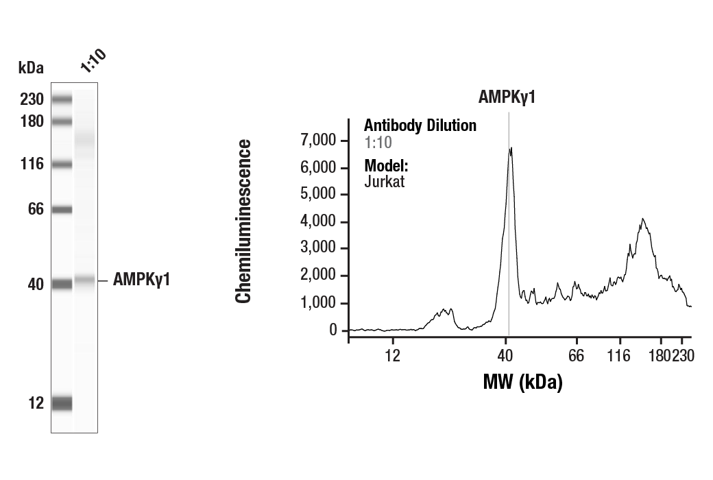 Western Blotting Image 1: AMPK gamma1 Antibody