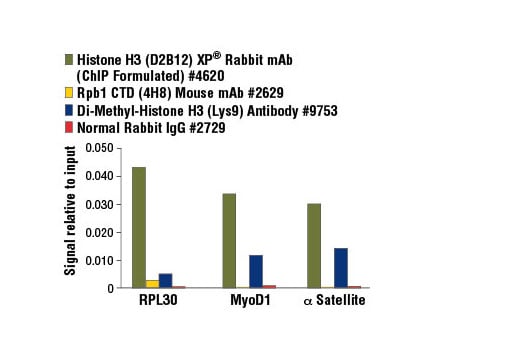 Chromatin Immunoprecipitation Image 3: SimpleChIP<sup>®</sup> Enzymatic Chromatin IP Kit (Agarose Beads)