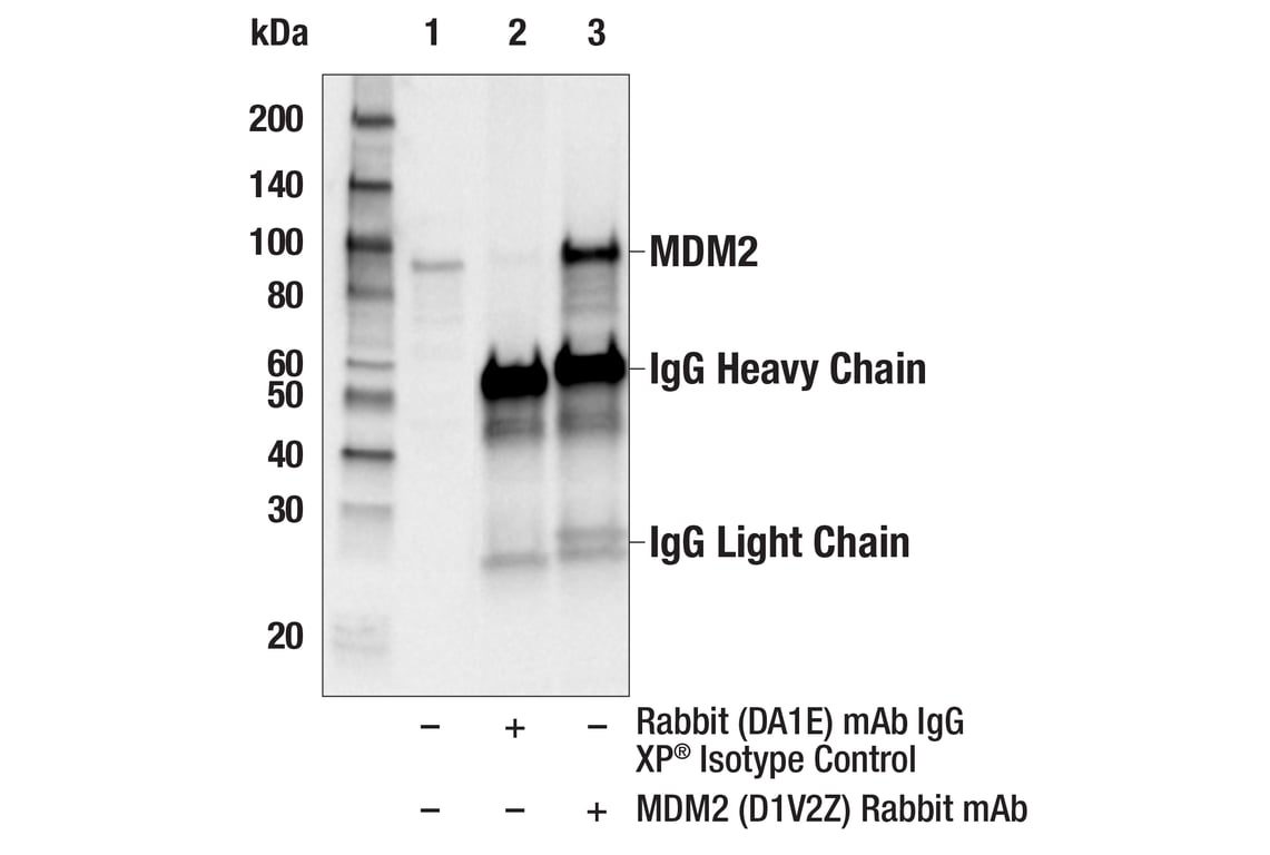 Immunoprecipitation Image 1: MDM2 (D1V2Z) Rabbit Monoclonal Antibody