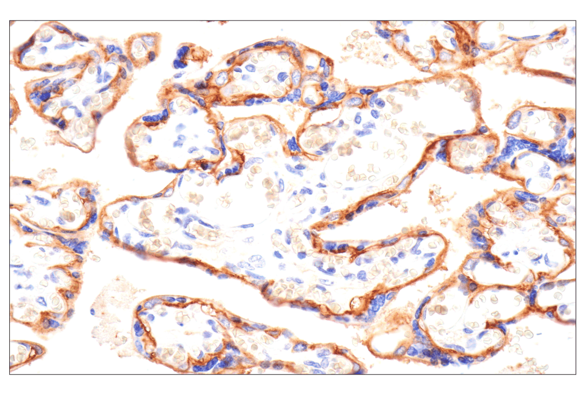Immunohistochemistry Image 3: SLC40A1/Ferroportin-1 (F9U5S) Rabbit Monoclonal Antibody