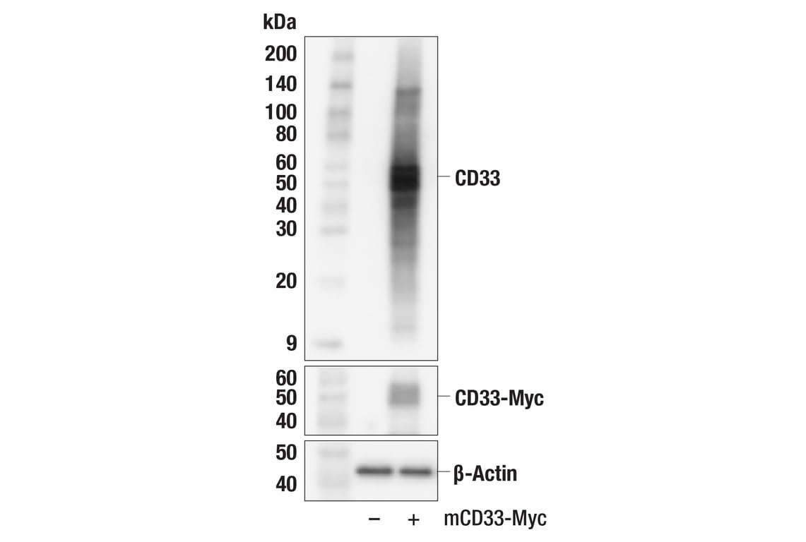 Western Blotting Image 2: CD33 (F3S8B) Rabbit Monoclonal Antibody