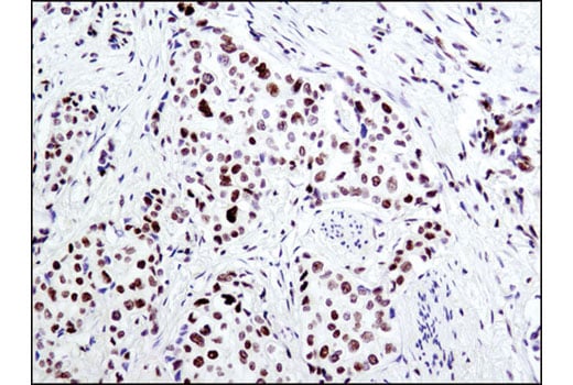 Immunohistochemistry Image 1: Acetyl-Histone H2B (Lys5) (D5H1S) XP<sup>®</sup> Rabbit mAb (BSA and Azide Free)