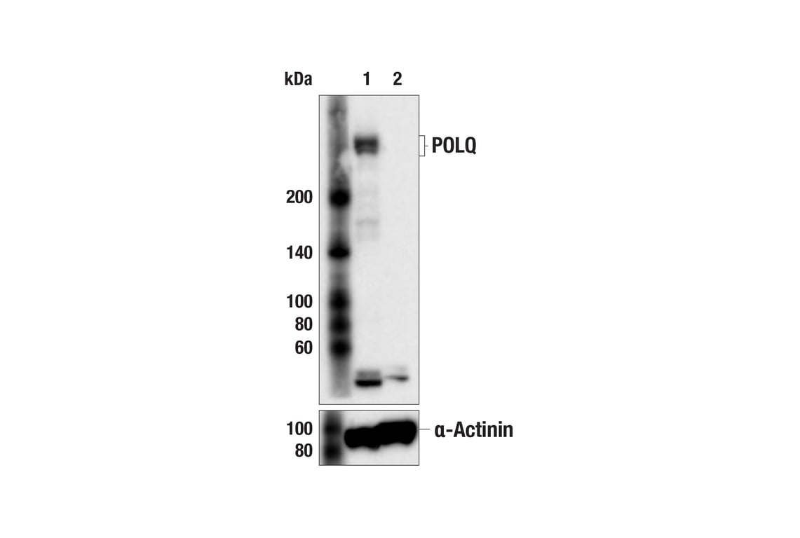 Western Blotting Image 2: DNA Polymerase theta (POLQ) (F8D8T) Rabbit Monoclonal Antibody