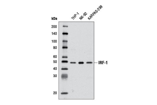 undefined Image 18: IRF Family Antibody Sampler Kit