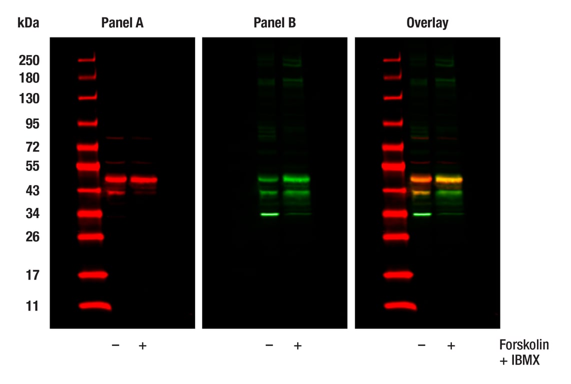 Western Blotting Image 1: CREB (86B10) Mouse Monoclonal Antibody