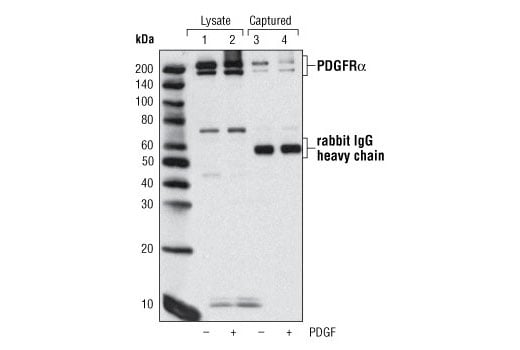 ELISA Image 3: PathScan<sup>®</sup> Total PDGF Receptor alpha Sandwich ELISA Kit