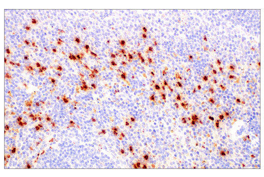 Immunohistochemistry Image 1: Neutrophil Elastase (E8U3X) Rabbit Monoclonal Antibody