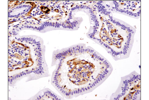 Immunohistochemistry Image 3: ApoE (pan) (D7I9N) Rabbit mAb (BSA and Azide Free)