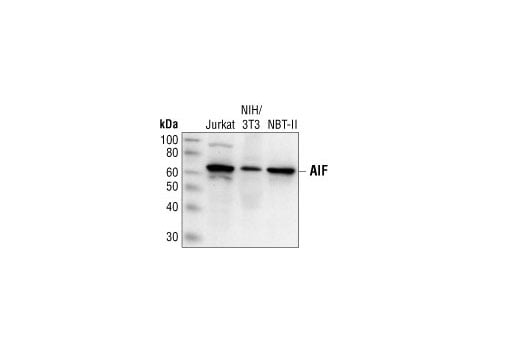 Western Blotting Image 1: AIF Antibody