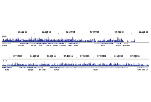 Chromatin Immunoprecipitation Image 2: Mono-Methyl-Histone H3 (Lys36) (D9J1D) Rabbit Monoclonal Antibody