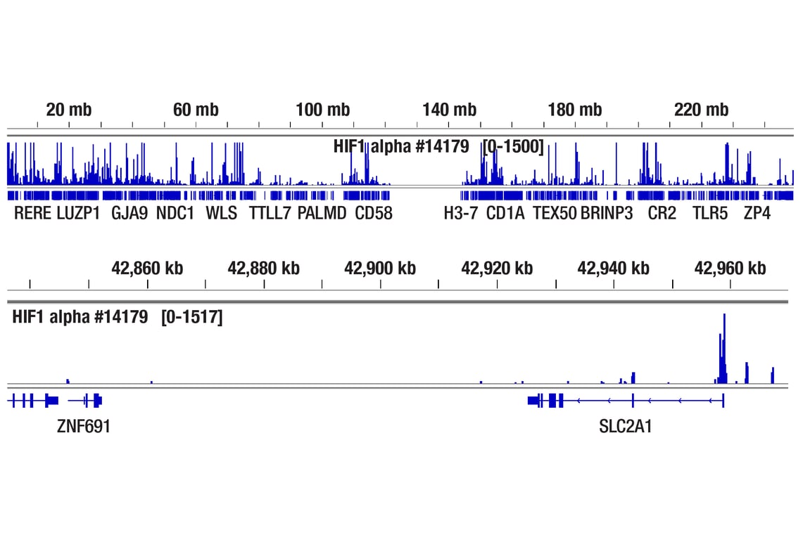 CUT & Tag Image 2: HIF-1 alpha (D2U3T) Rabbit Monoclonal Antibody