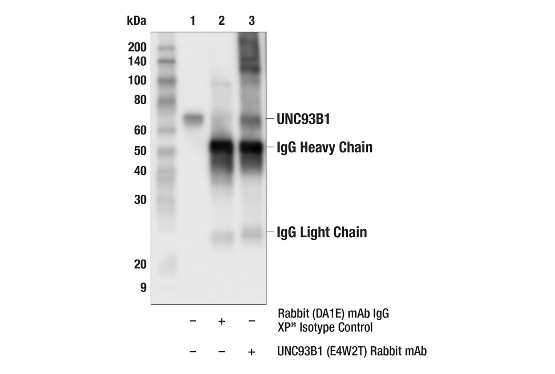 Immunoprecipitation Image 1: UNC93B1 (E4W2T) Rabbit Monoclonal Antibody