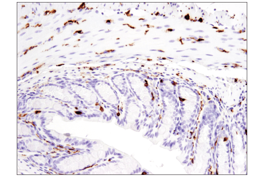 Immunohistochemistry Image 3: Synaptophysin (D8F6H) Rabbit Monoclonal Antibody
