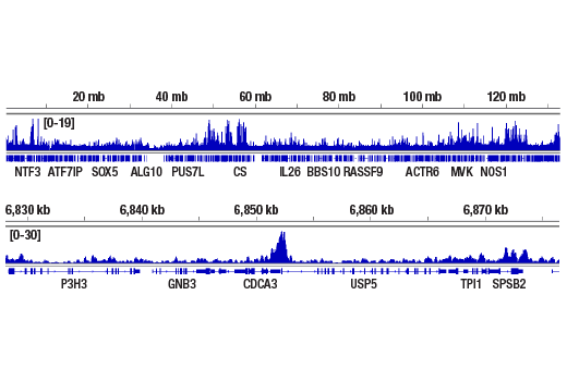 CUT & RUN Image 2: NRF1 (D9K6P) Rabbit Monoclonal Antibody