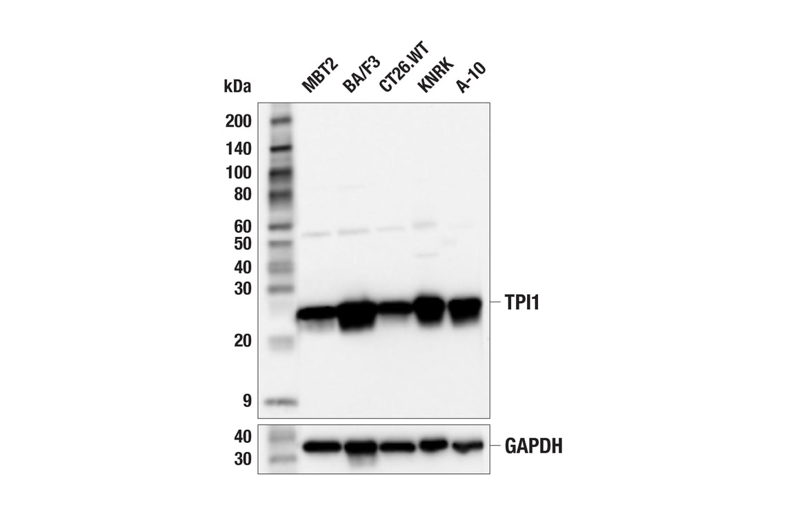 Western Blotting Image 2: TPI1 (F6U6Y) Rabbit Monoclonal Antibody
