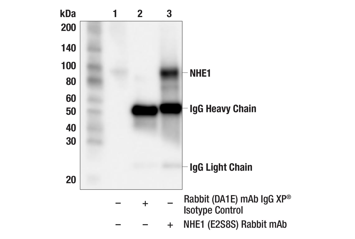 Immunoprecipitation Image 1: NHE1 (E2S8S) Rabbit Monoclonal Antibody