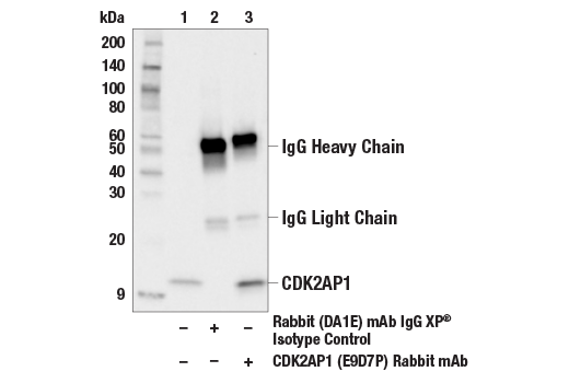 Immunoprecipitation Image 1: CDK2AP1 (E9D7P) Rabbit Monoclonal Antibody