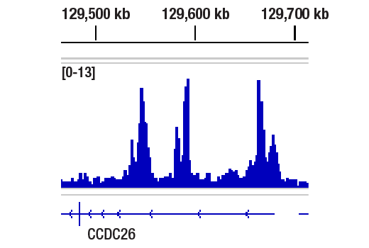 Chromatin Immunoprecipitation Image 1: BRD4 (pan) (E1Y1P) Rabbit Monoclonal Antibody