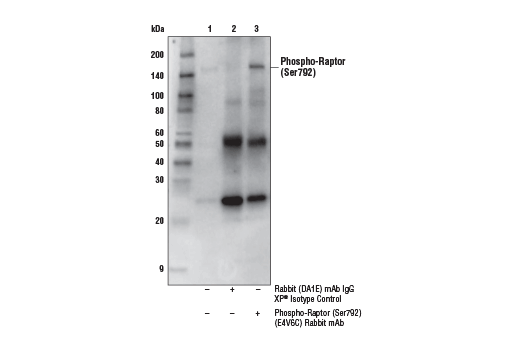 Immunoprecipitation Image 1: Phospho-Raptor (Ser792) (E4V6C) Rabbit Monoclonal Antibody