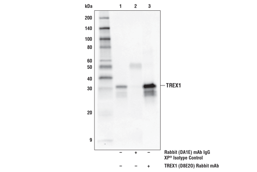 Immunoprecipitation Image 1: TREX1 (D8E2O) Rabbit Monoclonal Antibody