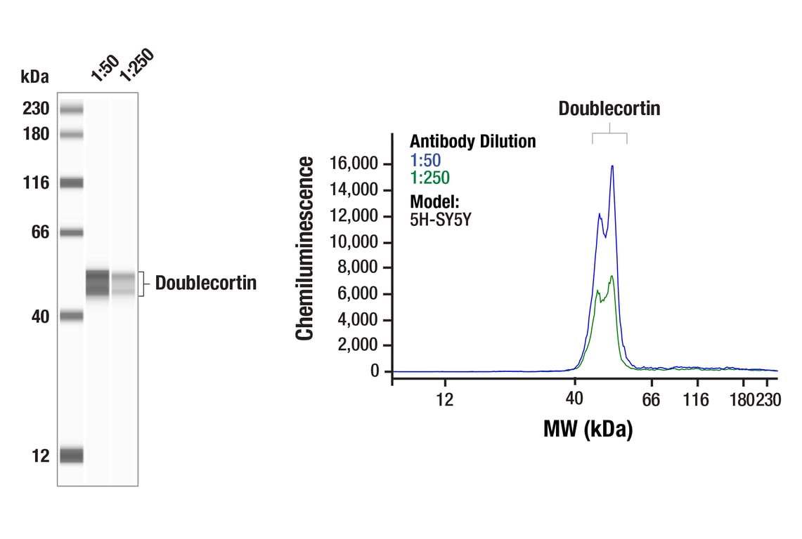 Western Blotting Image 1: Doublecortin (F6K9E) Rabbit Monoclonal Antibody